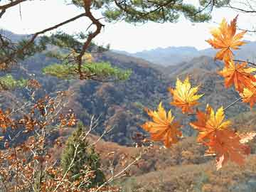 花卉种植咸阳
-花卉种植咸阳哪里好